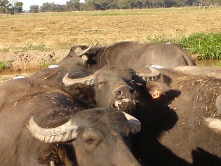 Part Riverine heifers