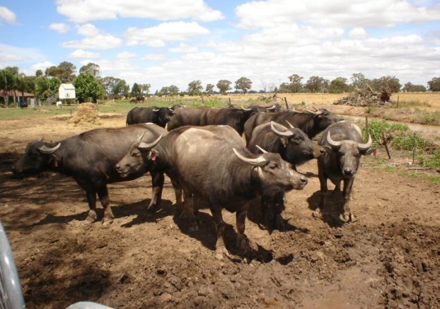 Part Riverine heifers